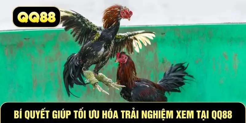 Bí quyết giúp tối ưu hóa trải nghiệm xem tại QQ88