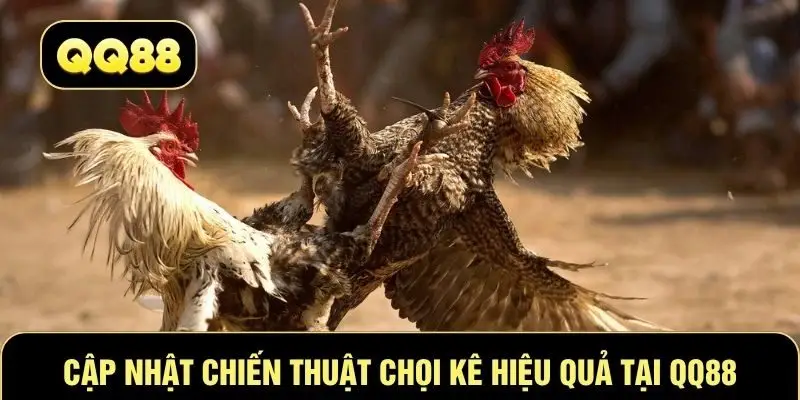 Cập nhật chiến thuật chọi kê hiệu quả tại QQ88